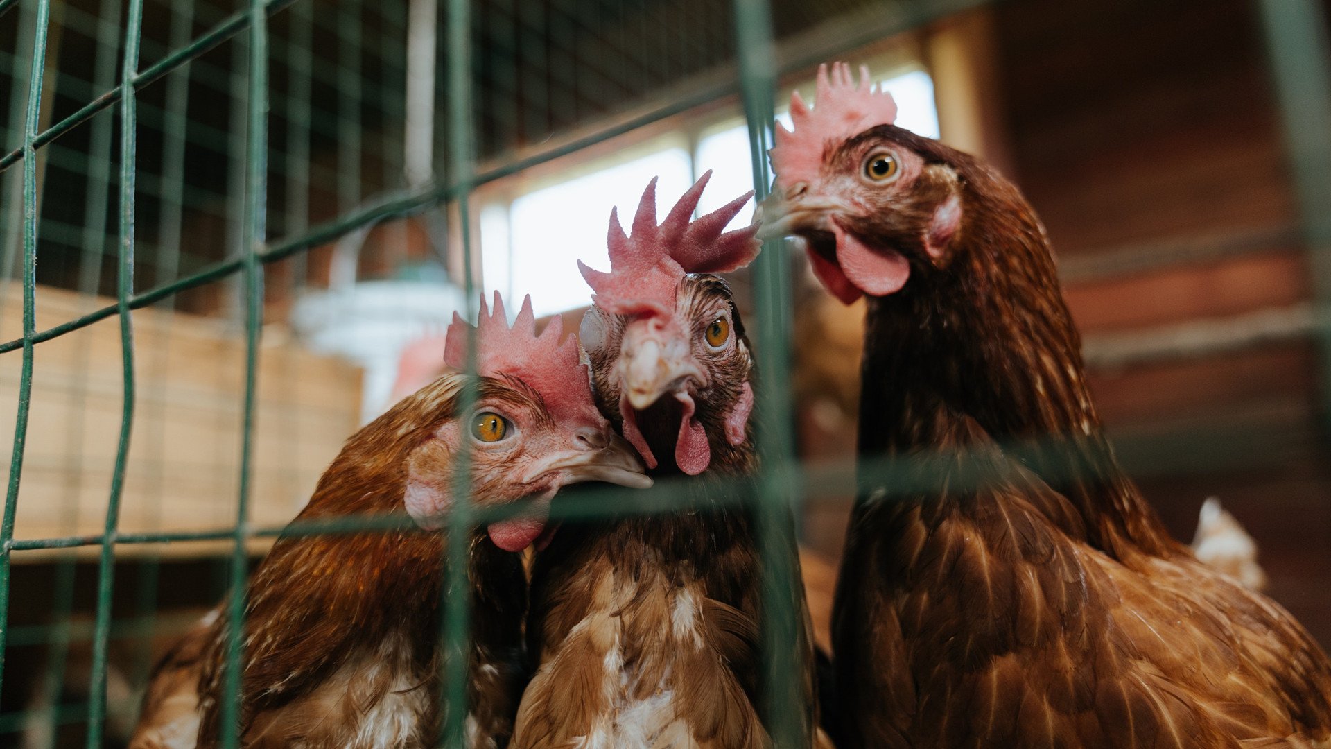 五大联赛是否倾向于在开局十分钟抢占心理优势，五大联赛的规则